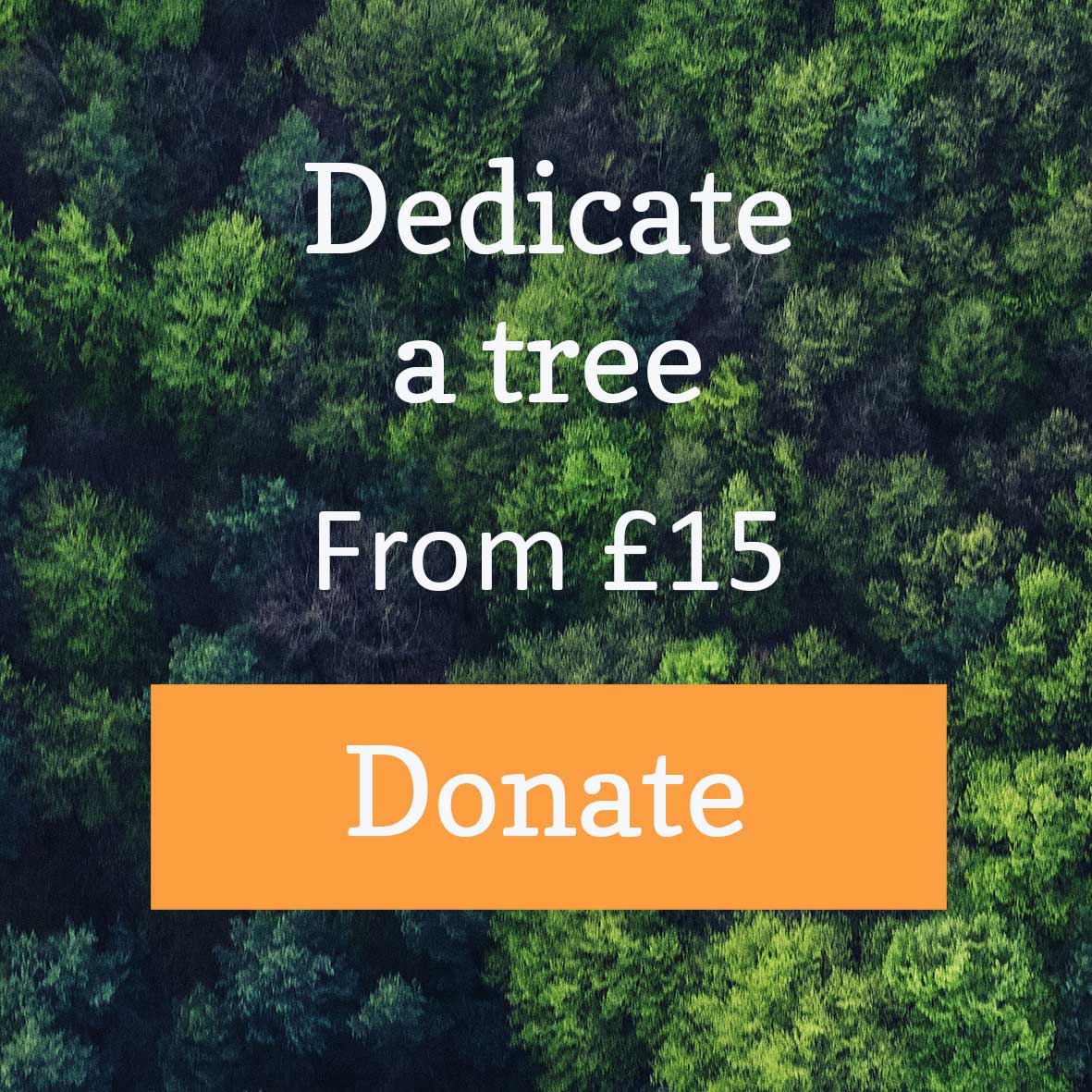 Dedicate a tree from £15