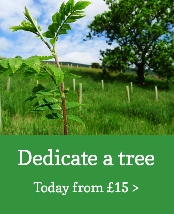 Dedicate a tree from £15