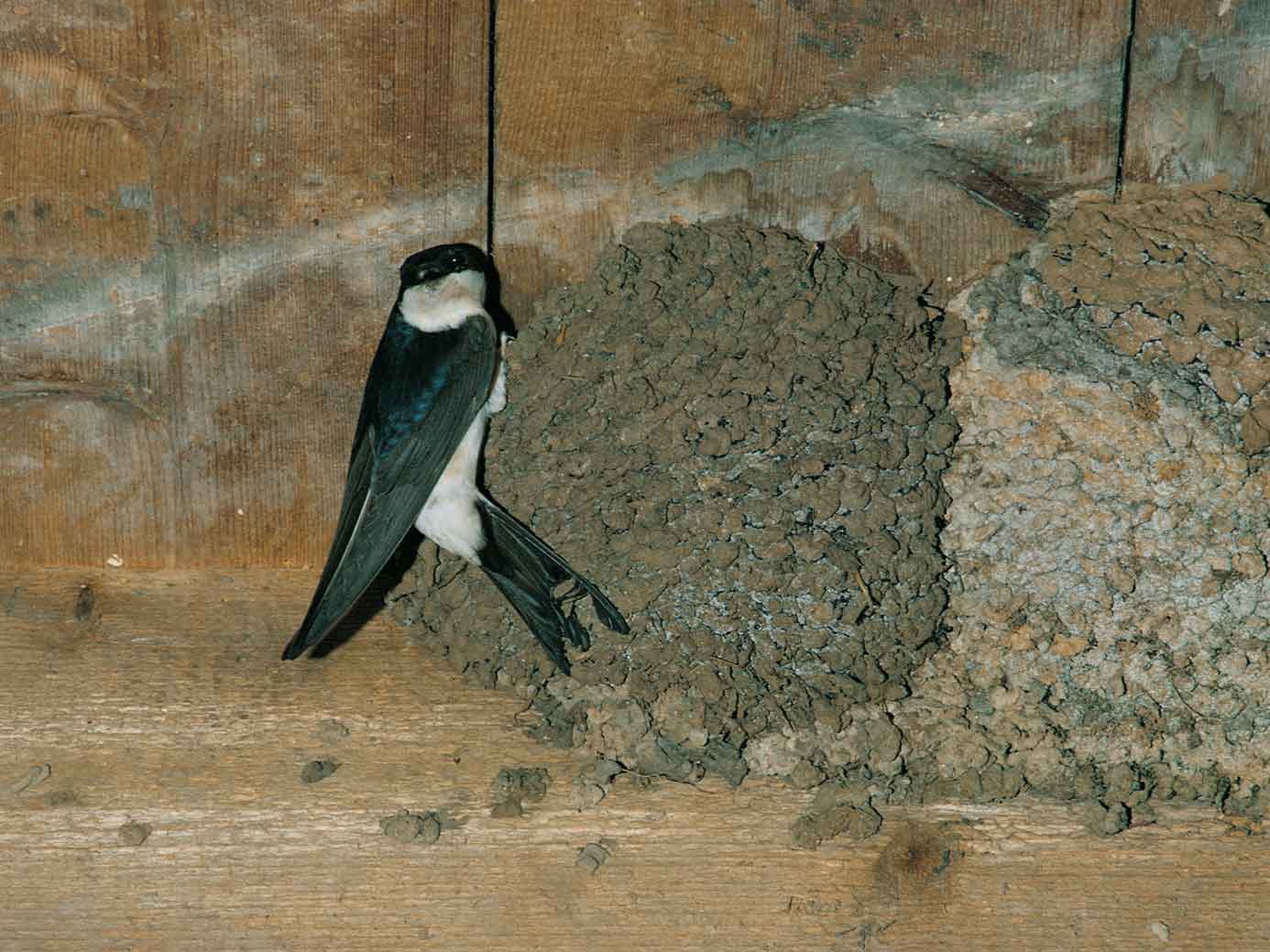 House Martin on nest John Markham (rspb-images.com)