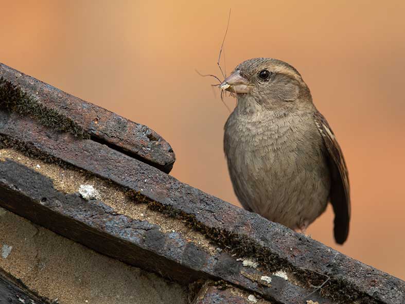House Sparrow - Ben Andrew (rspb-images.com)