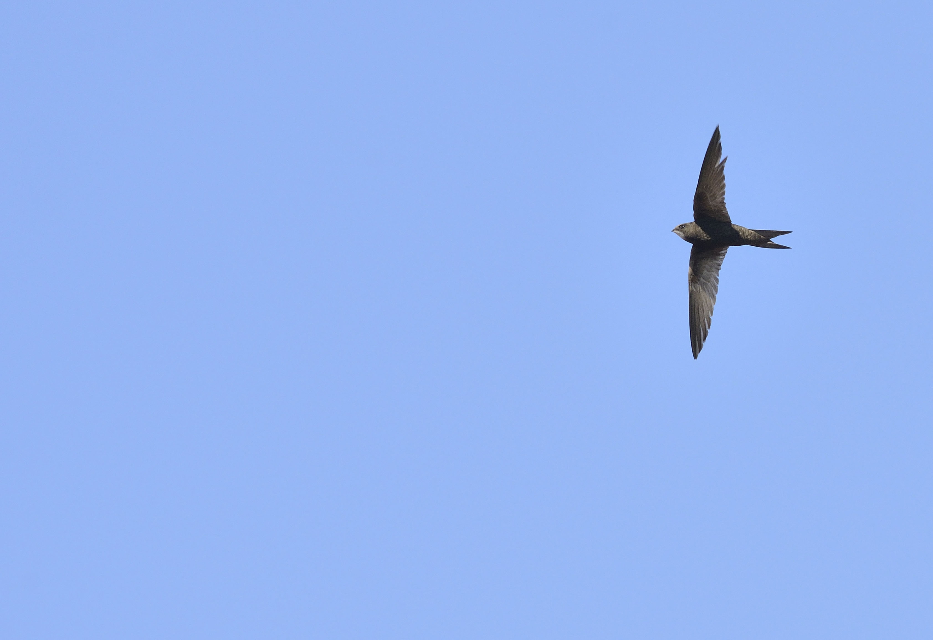 Swift -Ben Andrew (rspb-images.com)