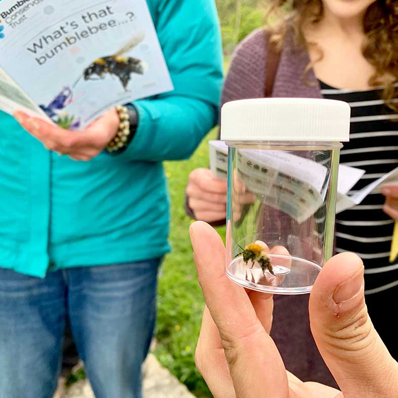 Bumblebee identification 