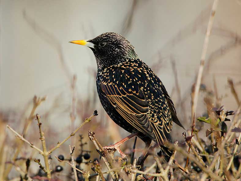Starling adult male - Andy Hay (rspb-images.com) 
