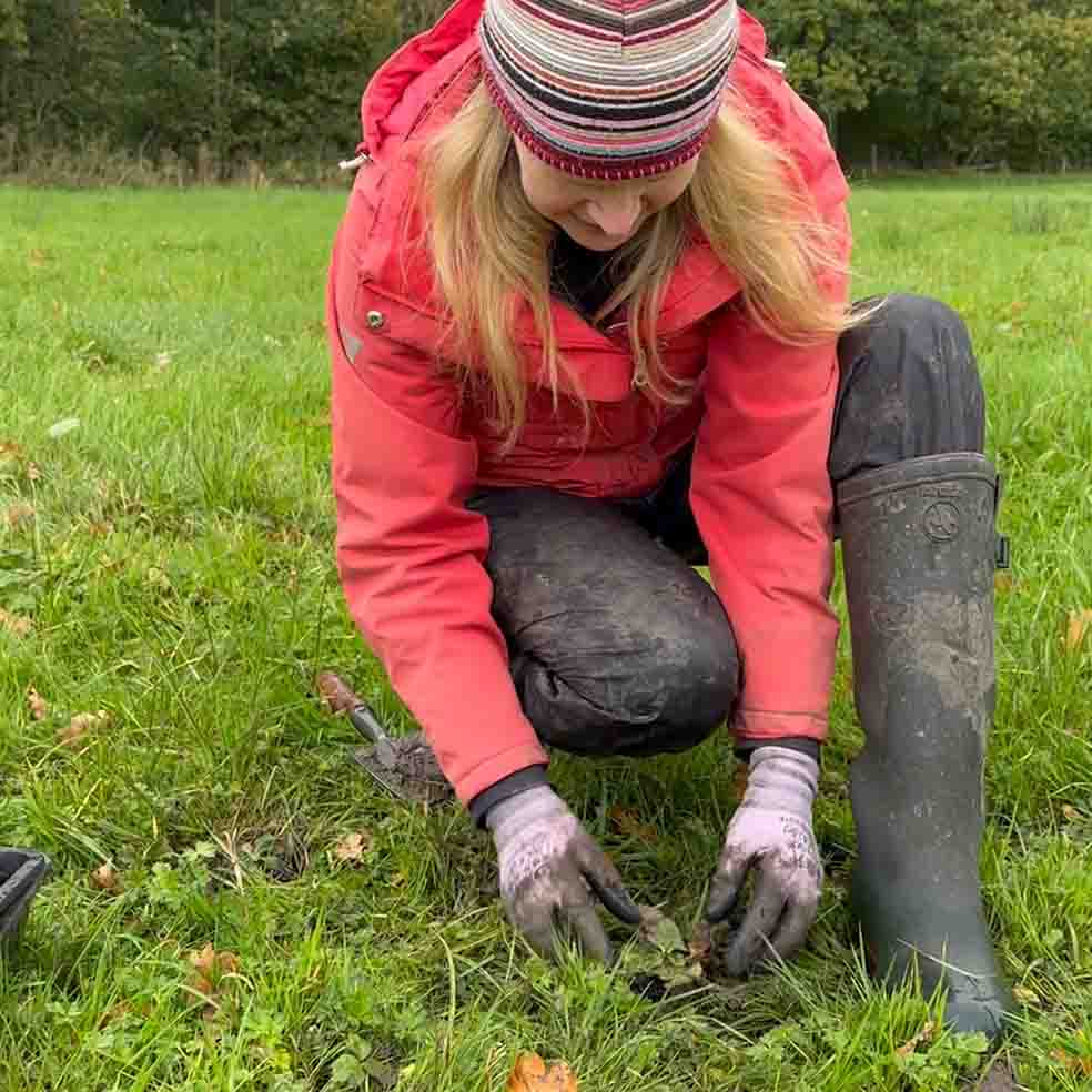 Plug planting 