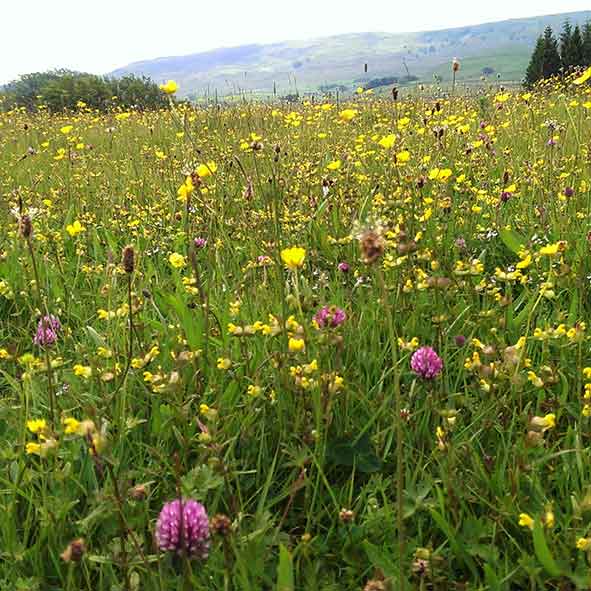 Wildflower meadows at Grassington Yorkshire Dales 