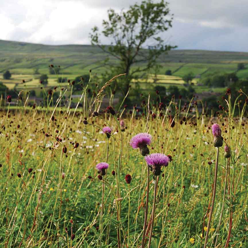 Melancholy Thistle Askrigg Bottoms by Tanya St.Pierre