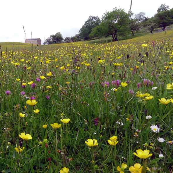 Yockenthwaite wildflower meadow Yorkshire Dales