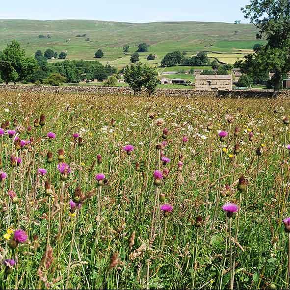 Meadows at Askrigg bottoms Yorkshire Dales
