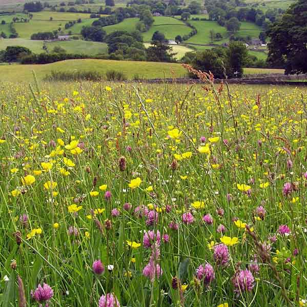 Wildflower meadow Dentdale Yorkshire Dales