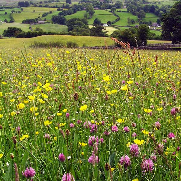 Species-rich meadow