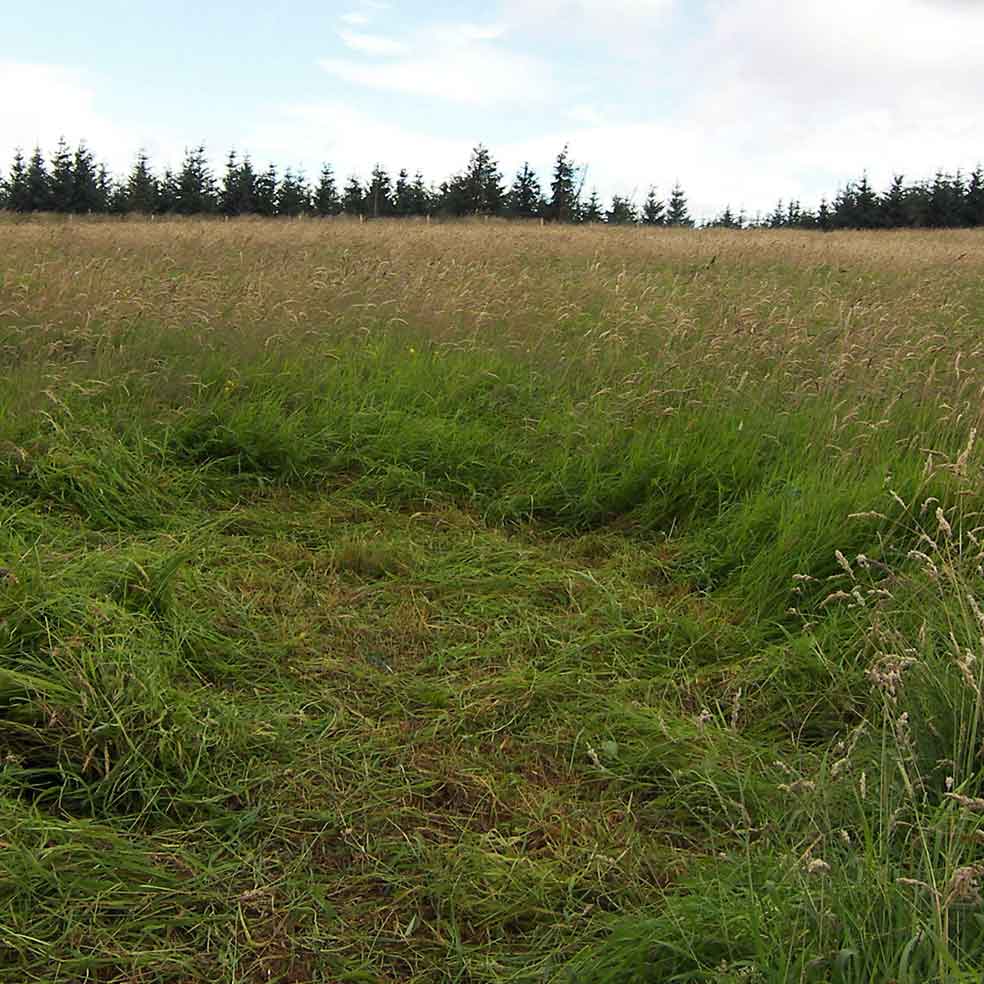 Hay meadow before restoration