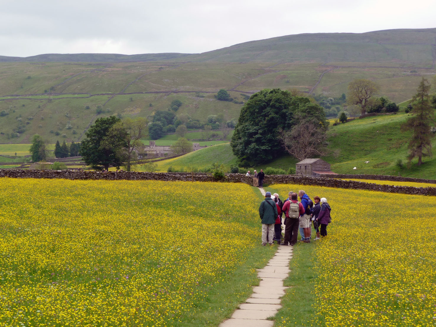 Muker wildflower meadows, Swaledale in the Yorkshire Dales