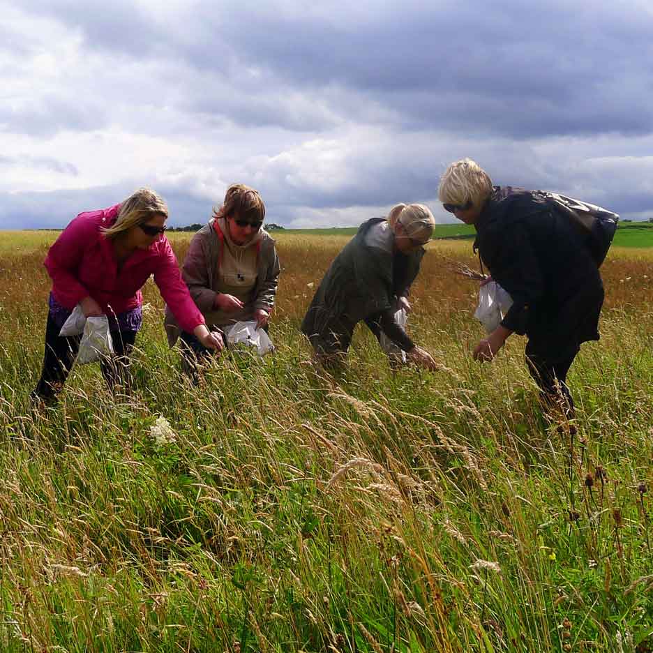 Seed collecting Yorkshire Dales 
