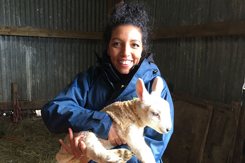 Lambing in the Yorkshire Dales