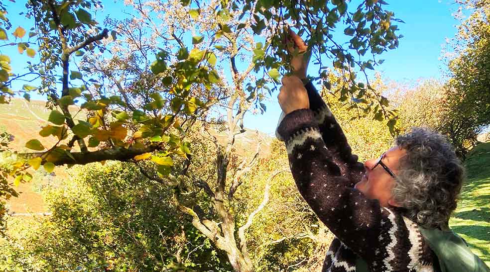 Collecting seed from tree