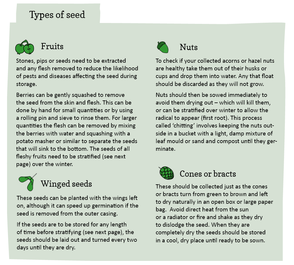 Types of tree seed 