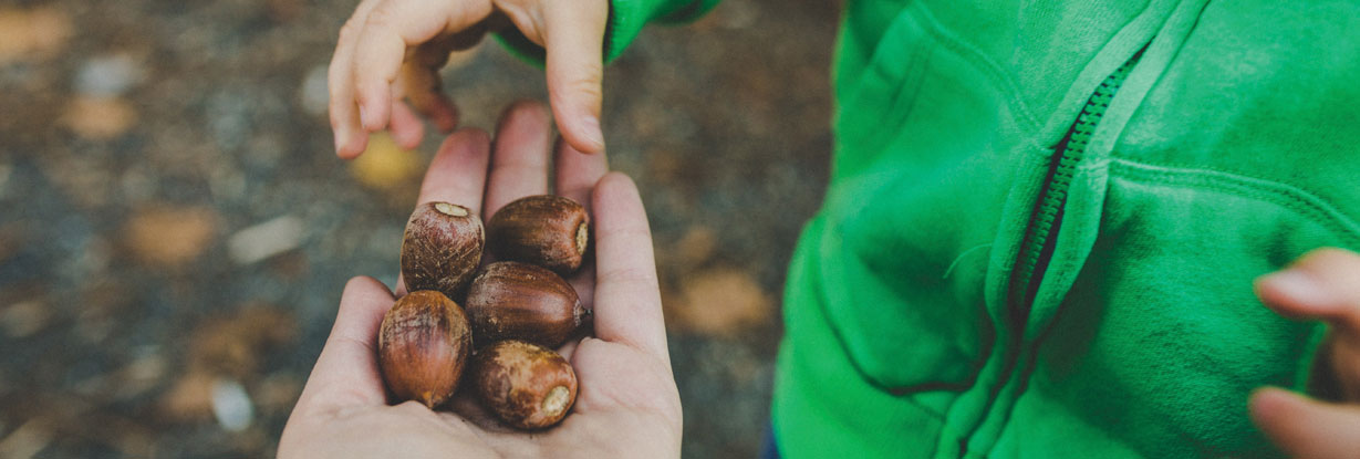 Seed to sapling 