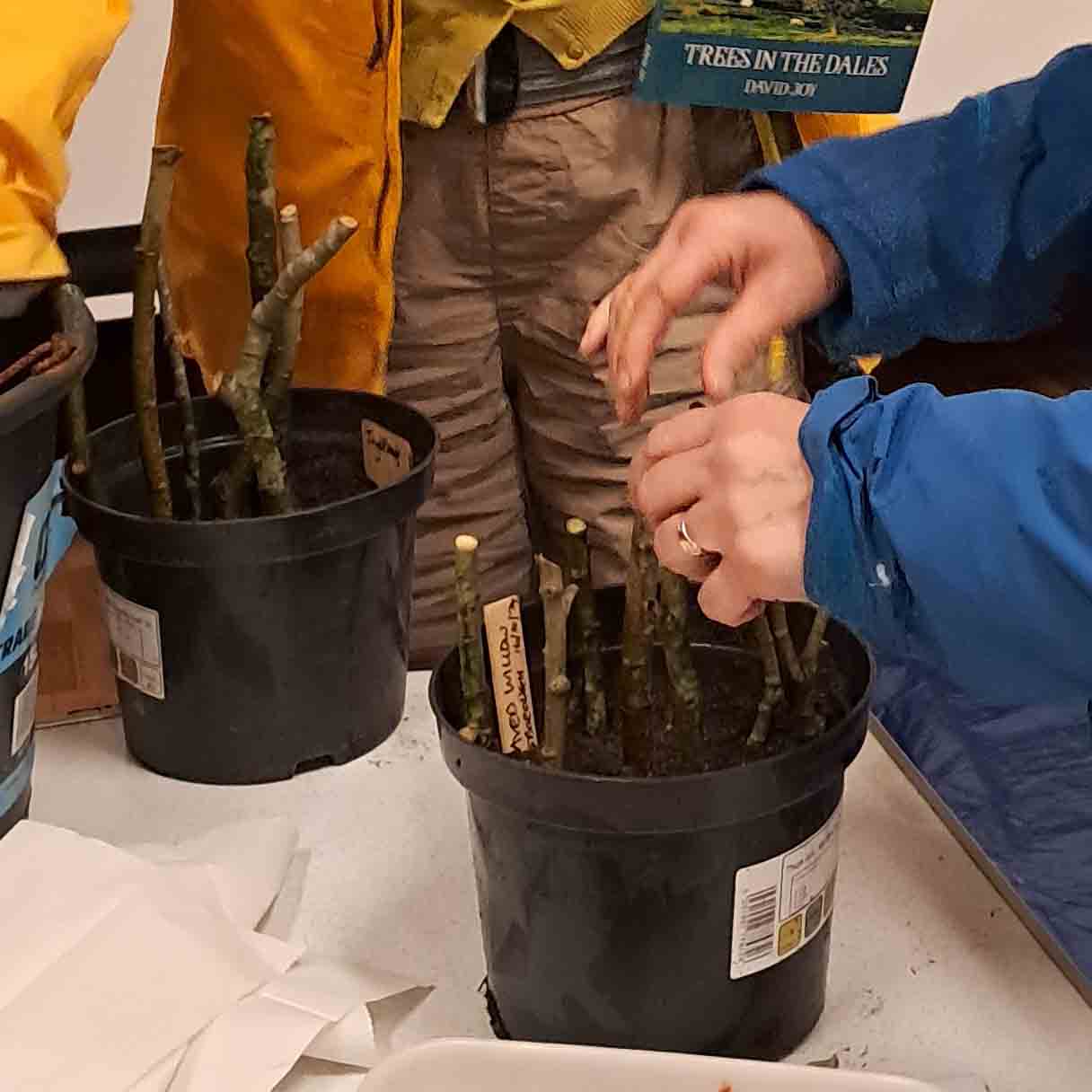 Willow cuttings