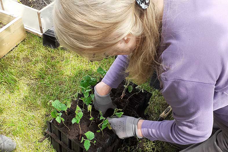 Potting on a tree seedling
