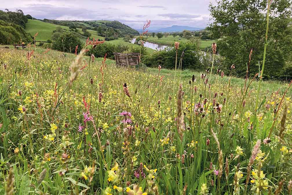 Hermitage Field meadow 