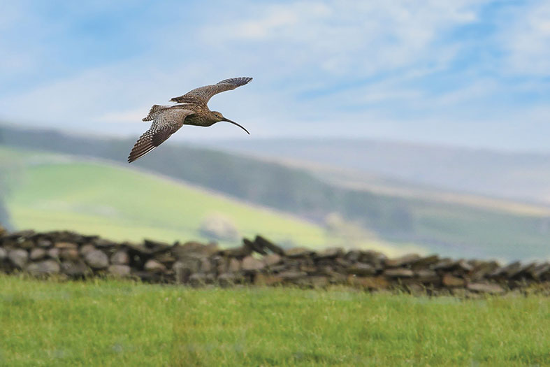 Curlew at Helwith Bridge by Mik Cardus 