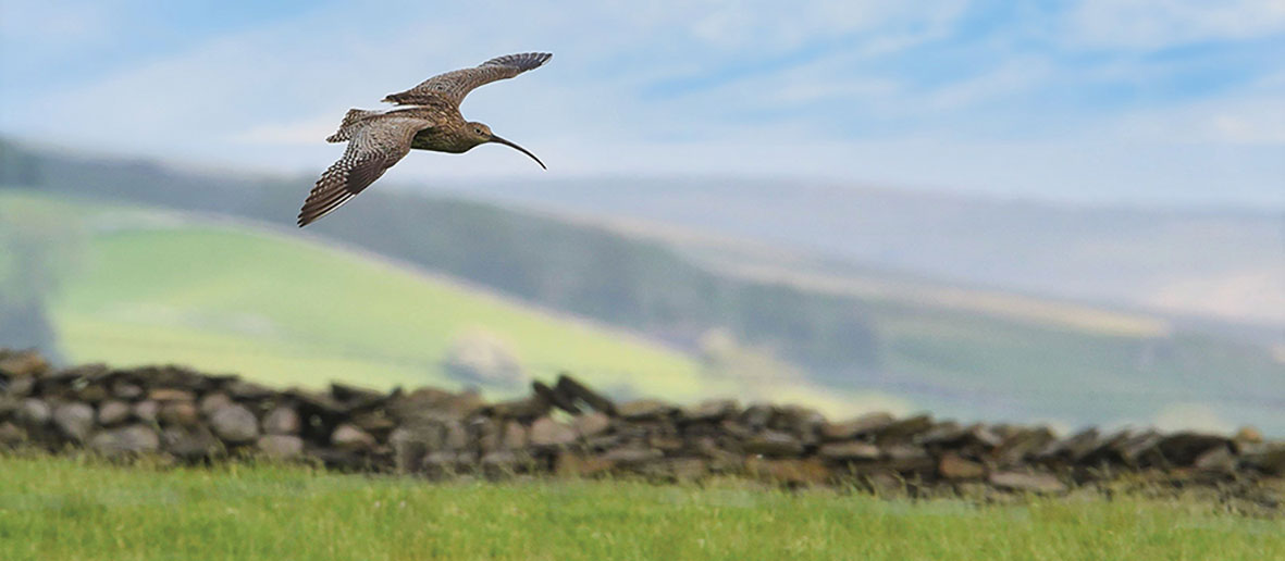 Curlew at Helwith Bridge by Mik Cardus