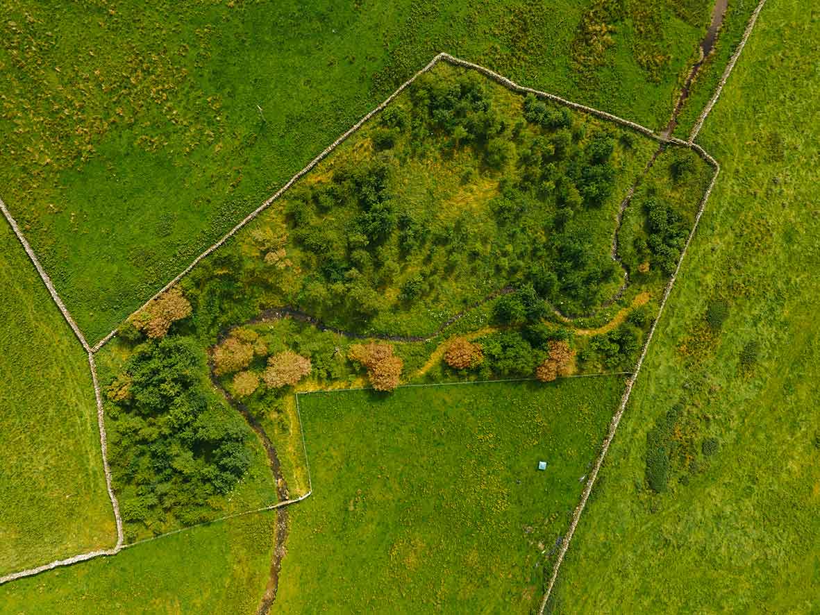 Ormsgill Wood from above 2023 
