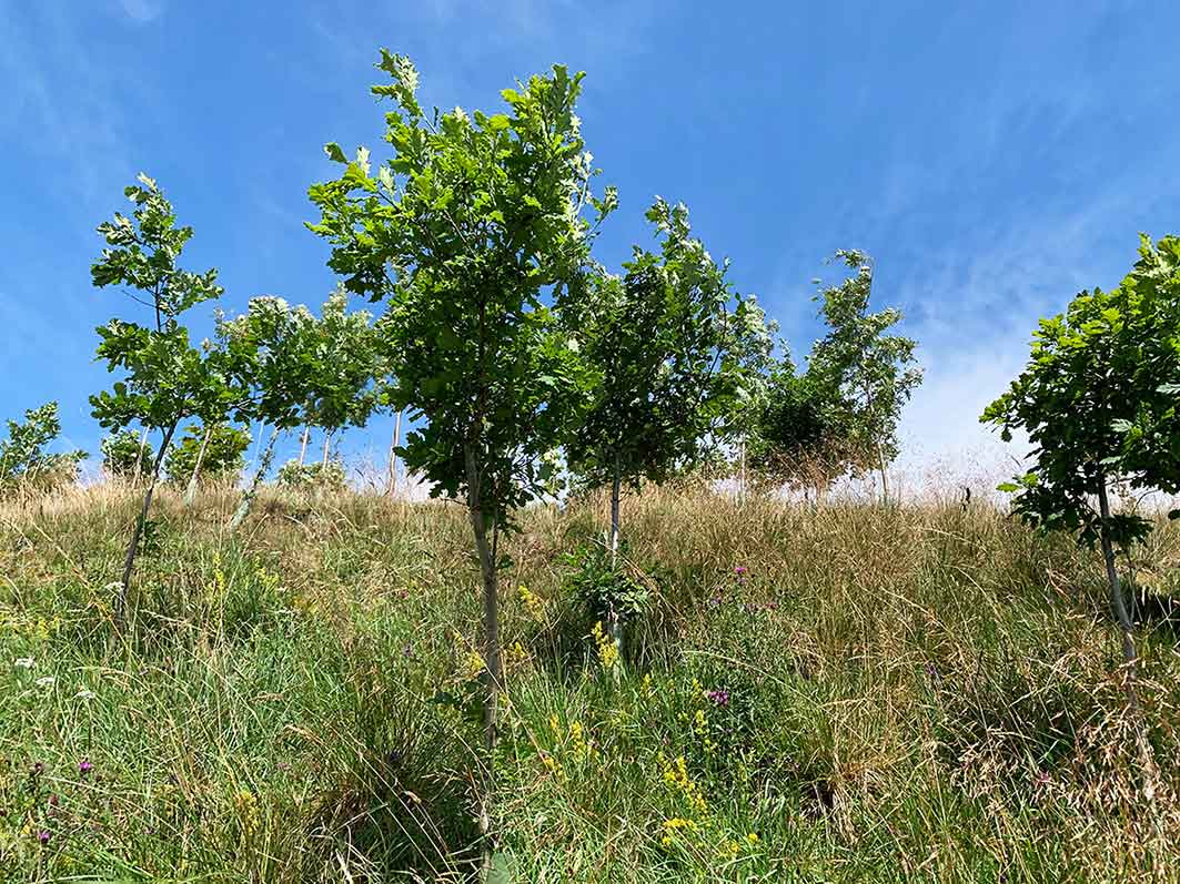 Saplings at Ormsgill Wood 2023