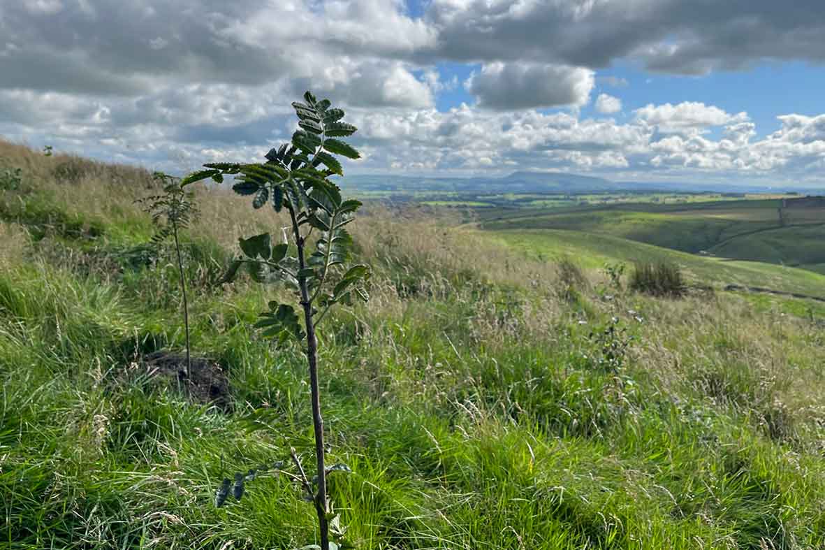 Wild Share with Mearbeck view to Pendle Hill 