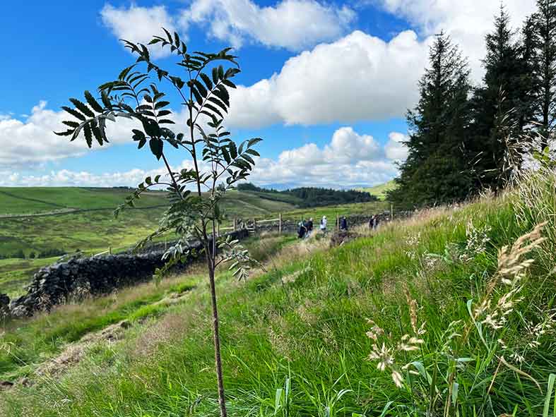 Wildshare with Mearbeck Wood sapling