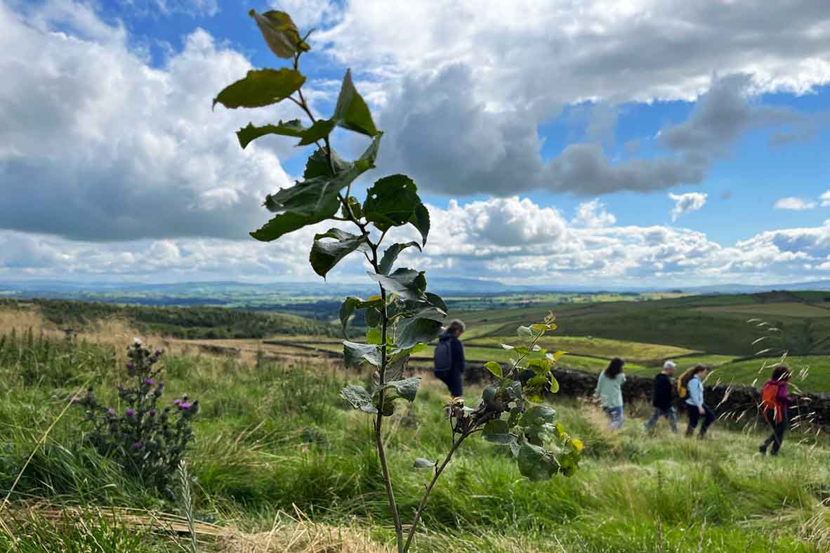 Wild Share with Mearbeck Walk 