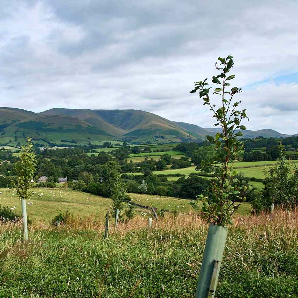 Low Branthwaites wood Sedbergh