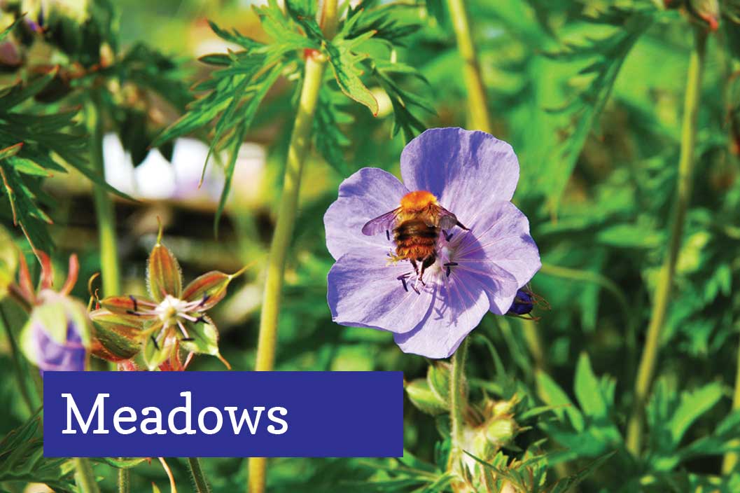 Meadows