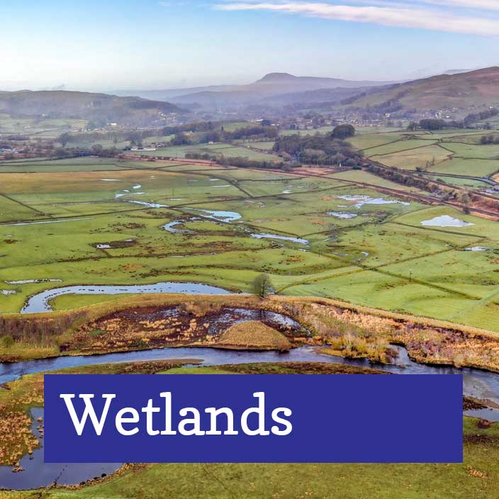 Wetlands