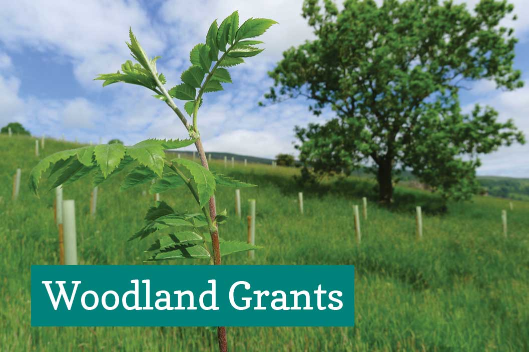 Woodland grants button