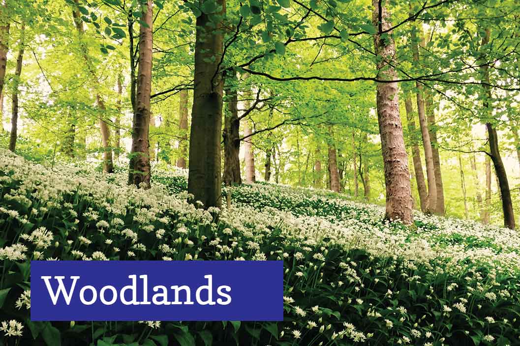 Woodlands