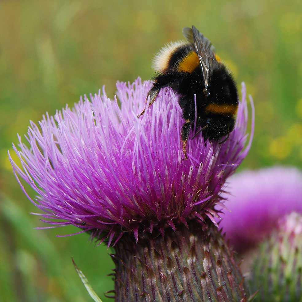 Buff tailed bumblebee