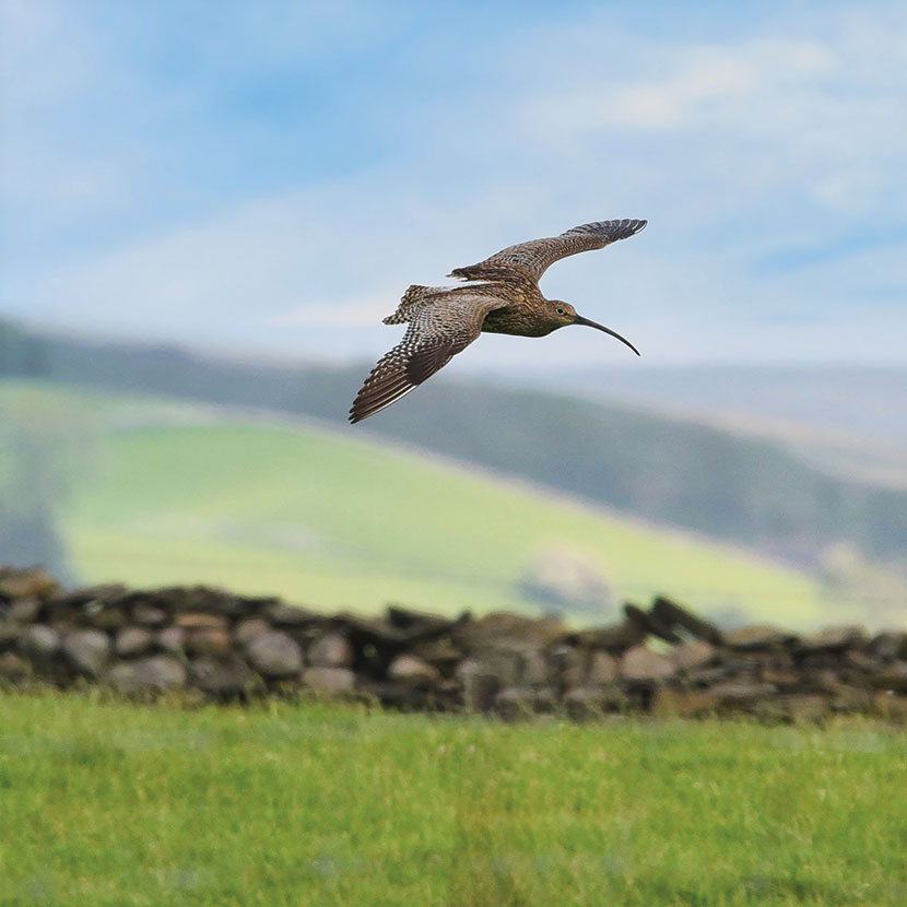 Curlew at Helwith Bridge by Mik Cardus