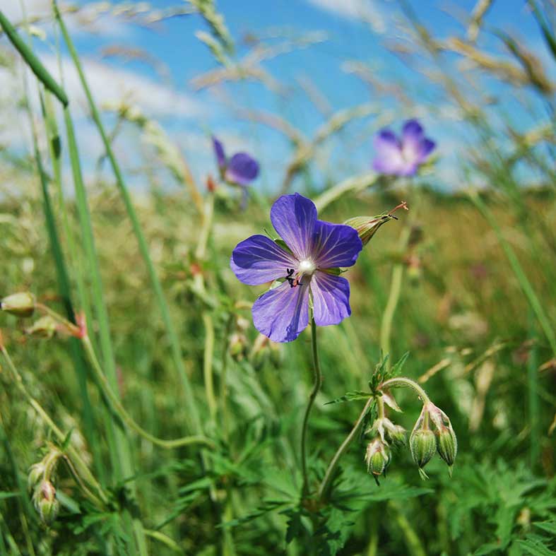 Meadow cranesbill Wensleydale