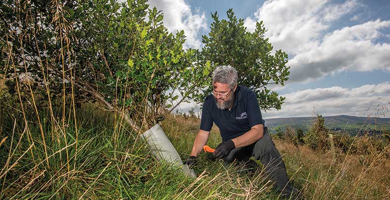 Removing plastic tree guards Yorkshire Dales