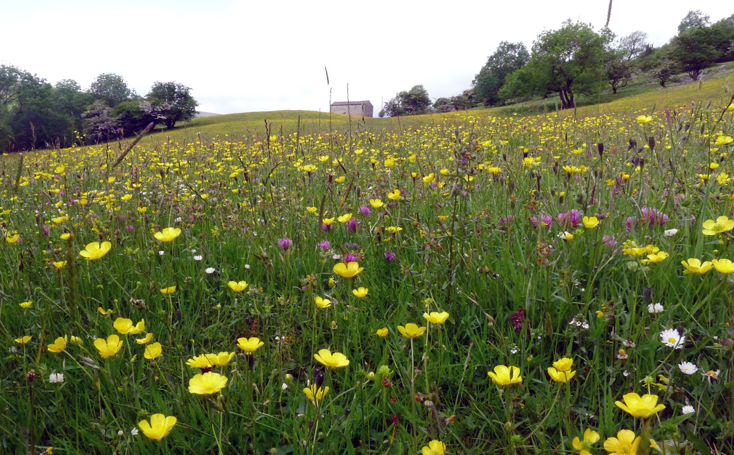 Yockenthwaite meadow, Langstrothdale in the Yorkshire Dales