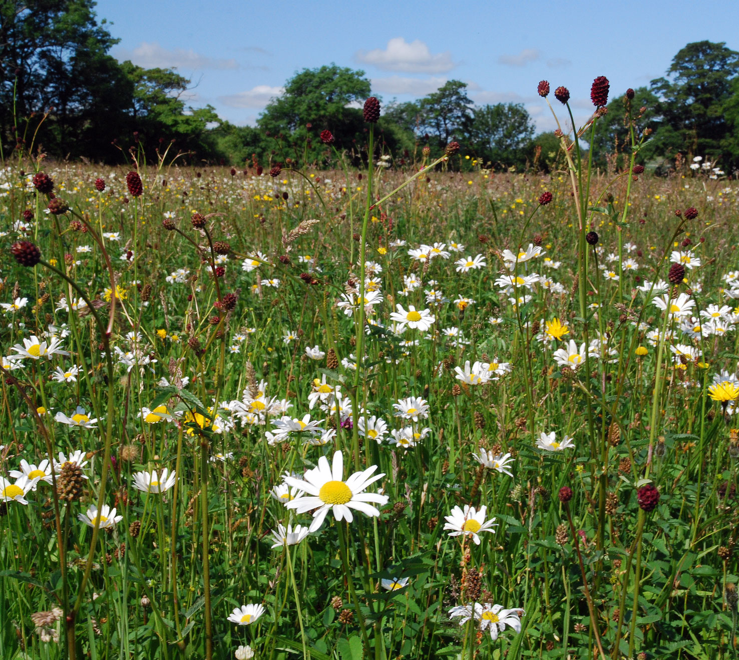 Askrigg Bottoms meadows, Wensleydale