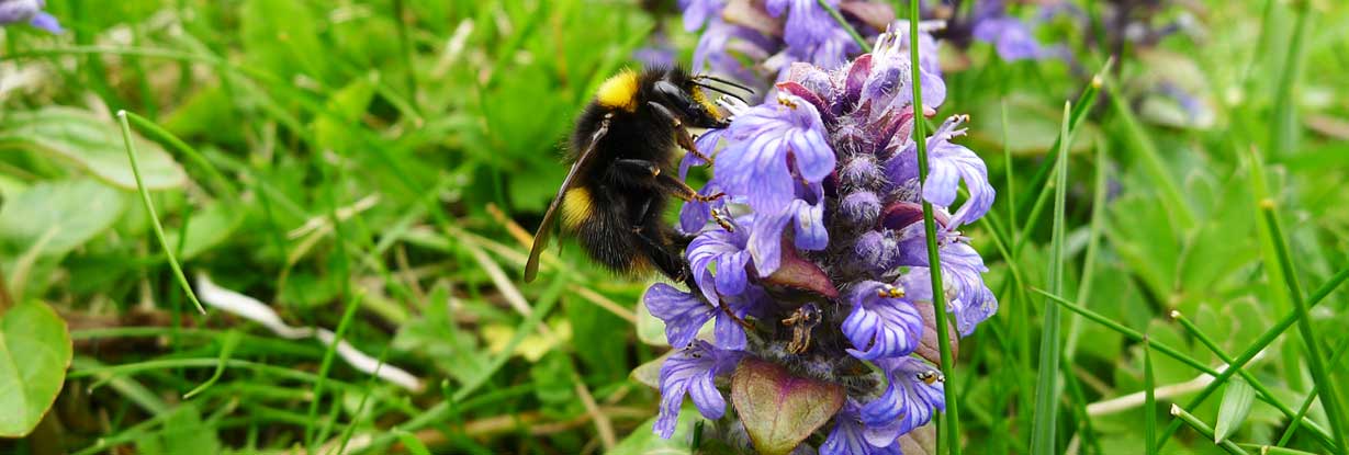 Bumblebee bugle