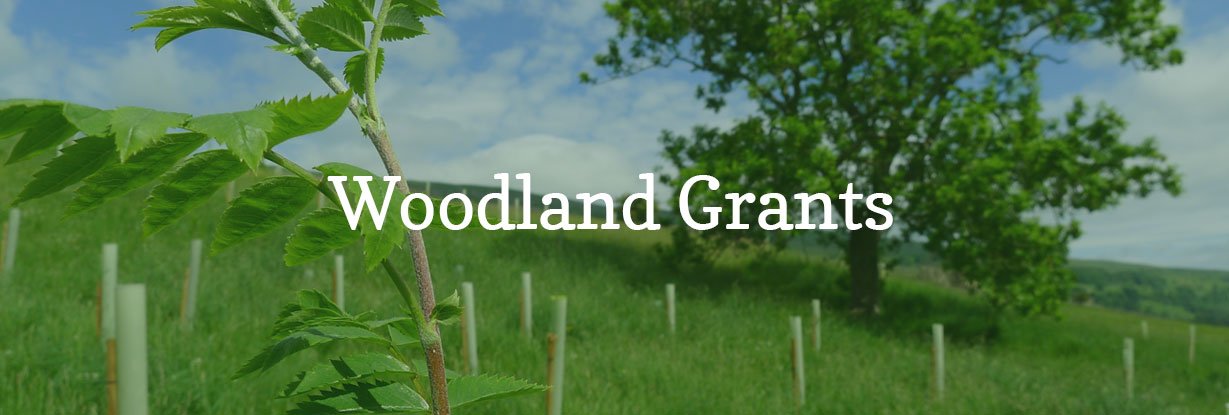Website grants