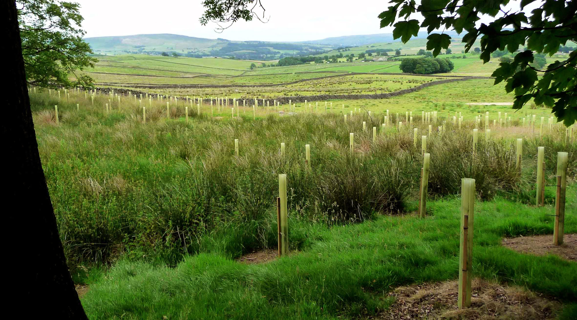 Calm Slate Farm wood, Wharfedale