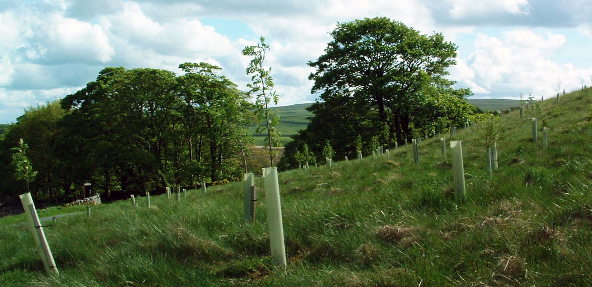 Chapel Fell wood, Malhamdale