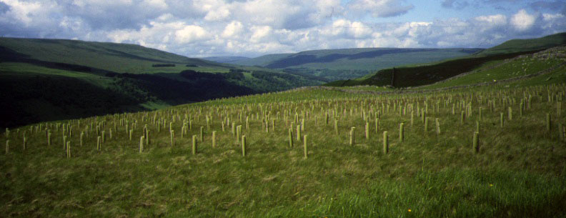 Cross wood, Upper Wharfedale