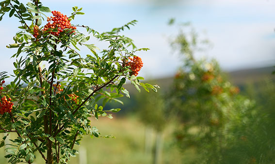 Rowan tree