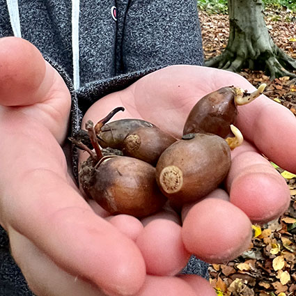 Acorns 