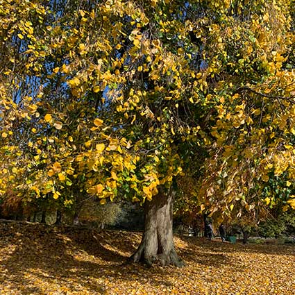 Autumn tree golden 